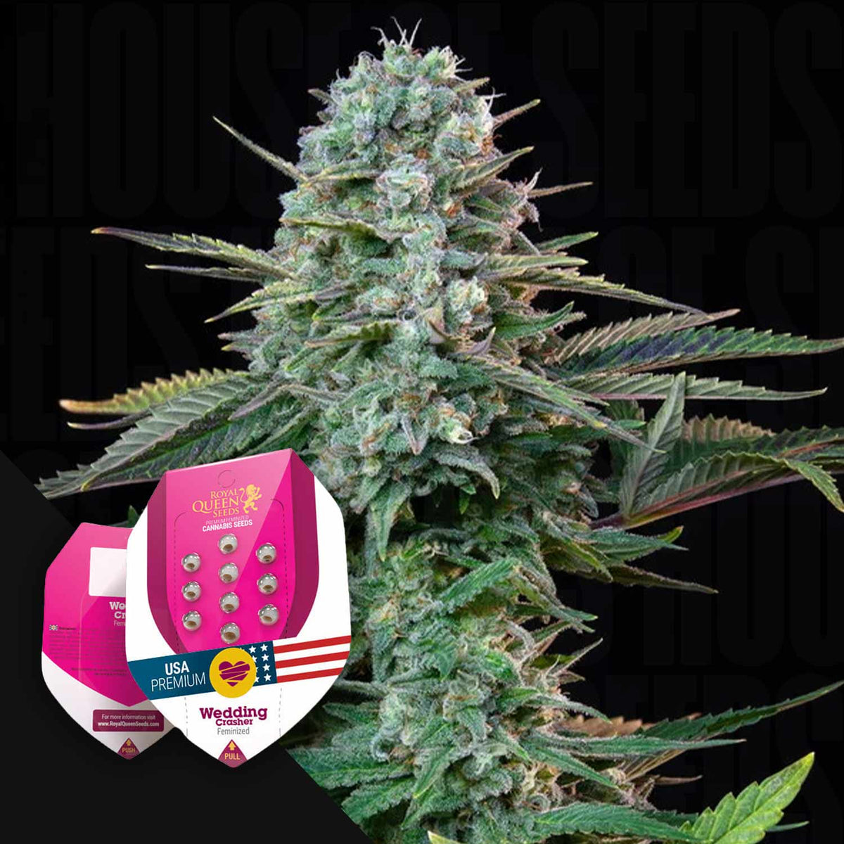 Royal Queen Seeds - Wedding Crasher