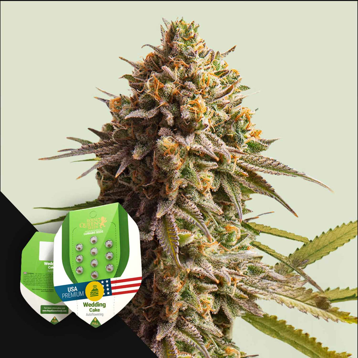 Royal Queen Seeds - Wedding Cake Auto