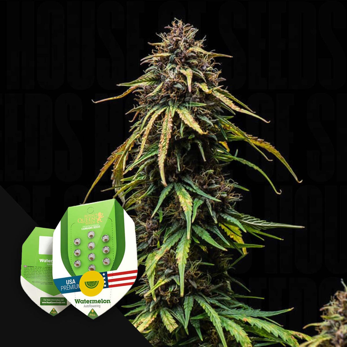 Royal Queen Seeds - Watermelon AUTO