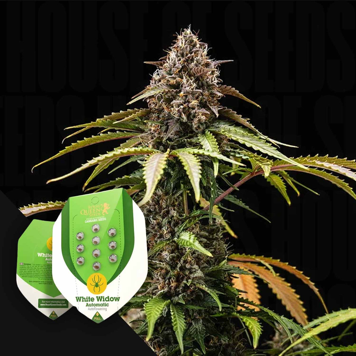 Royal Queen Seeds - White Widow Autom.