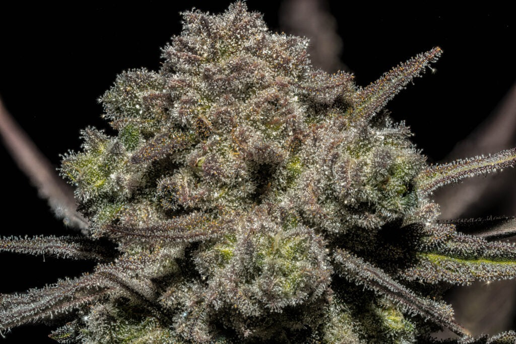 Sticky Buds - Highribo 2.0