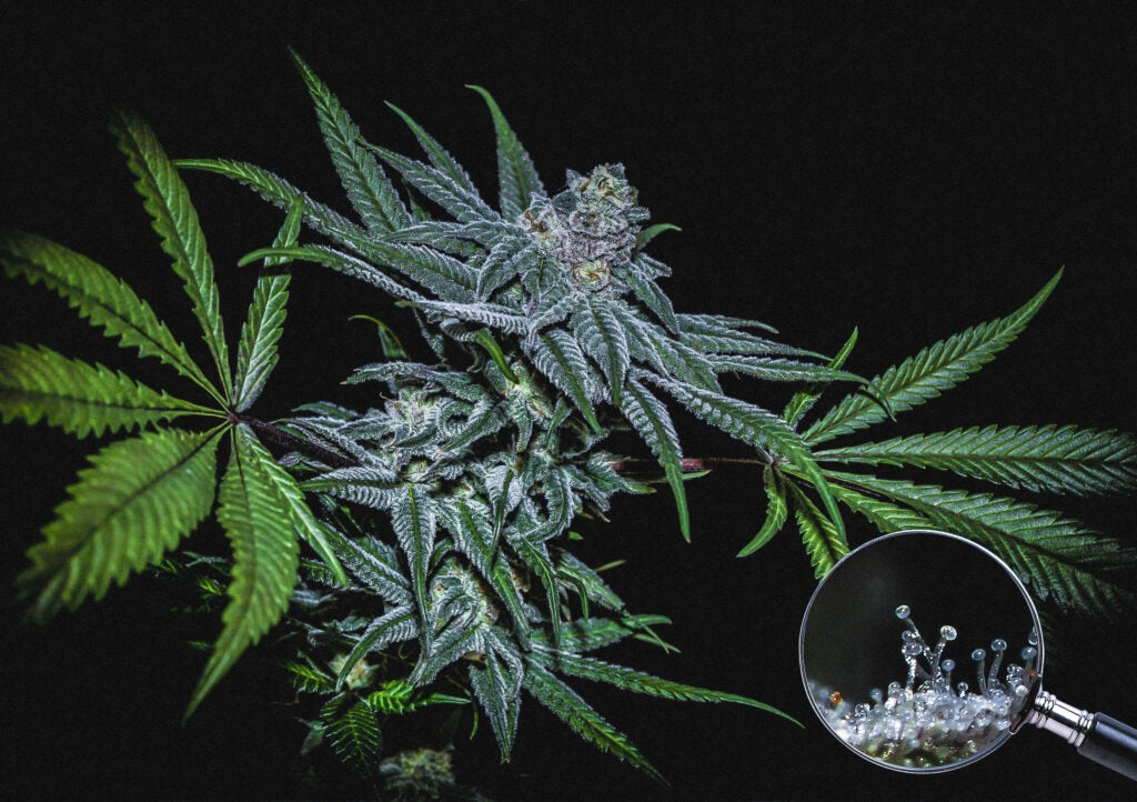 Sticky Buds - Highribo 3.0