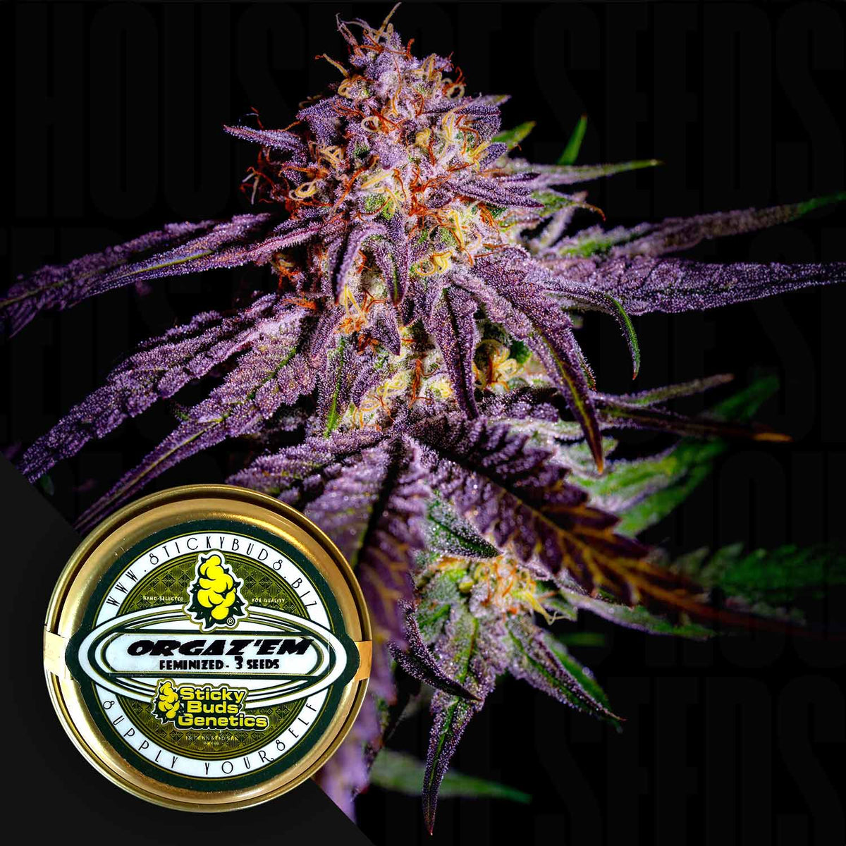 Sticky Buds - Orgaz'Em
