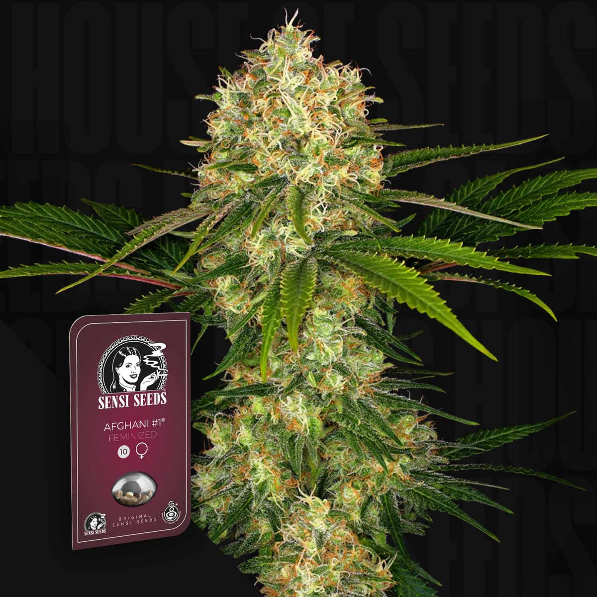 Sensi Seeds - Afghani #1