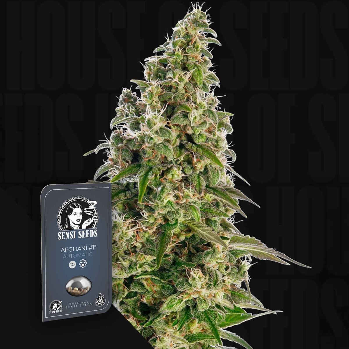 Sensi Seeds - Afghani #1 Auto