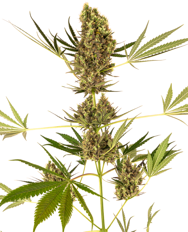 Sensi Seeds - Alpine Delight CBD Auto