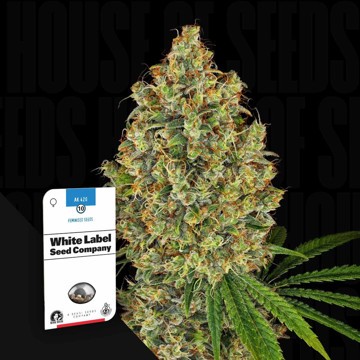 Sensi Seeds - AK 420