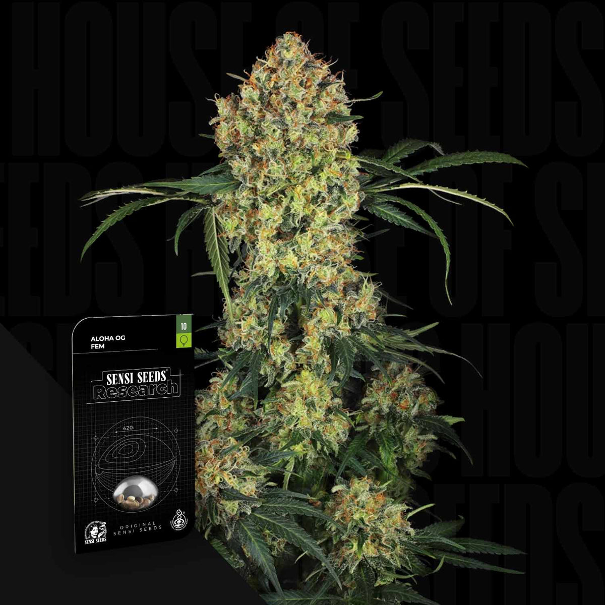 Sensi Seeds - Aloha OG