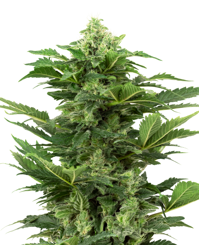 Sensi Seeds - Afghan Pearl CBD Auto