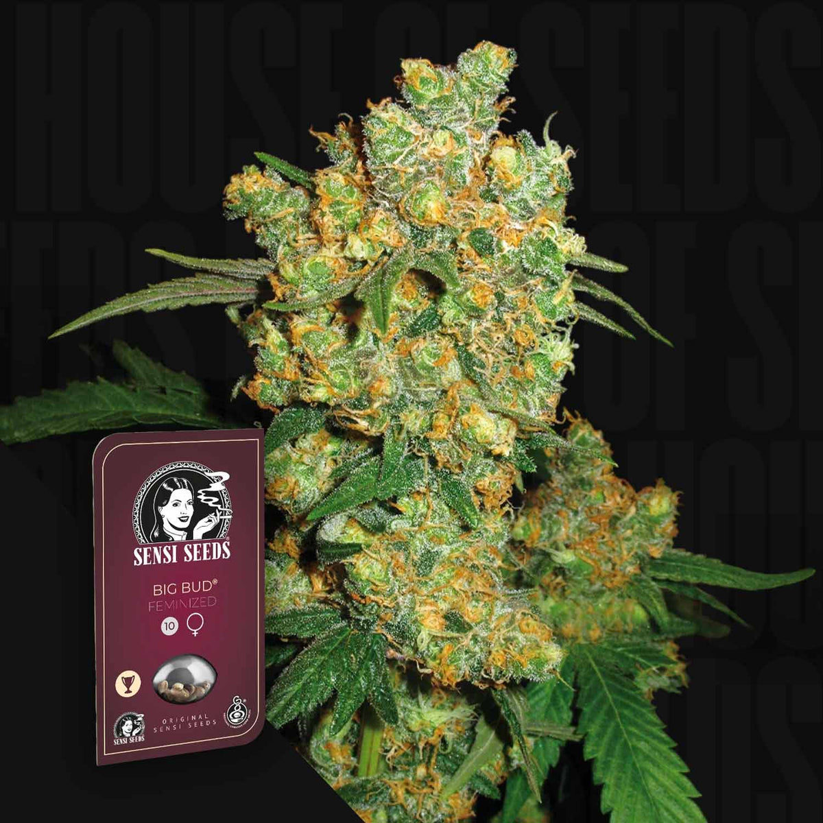Sensi Seeds - Big Bud