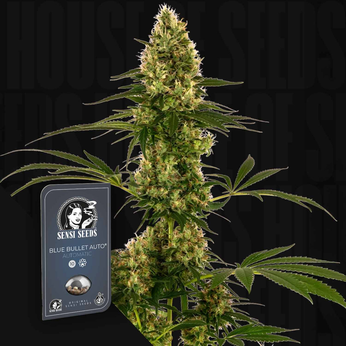 Sensi Seeds - Blue Bullet Auto