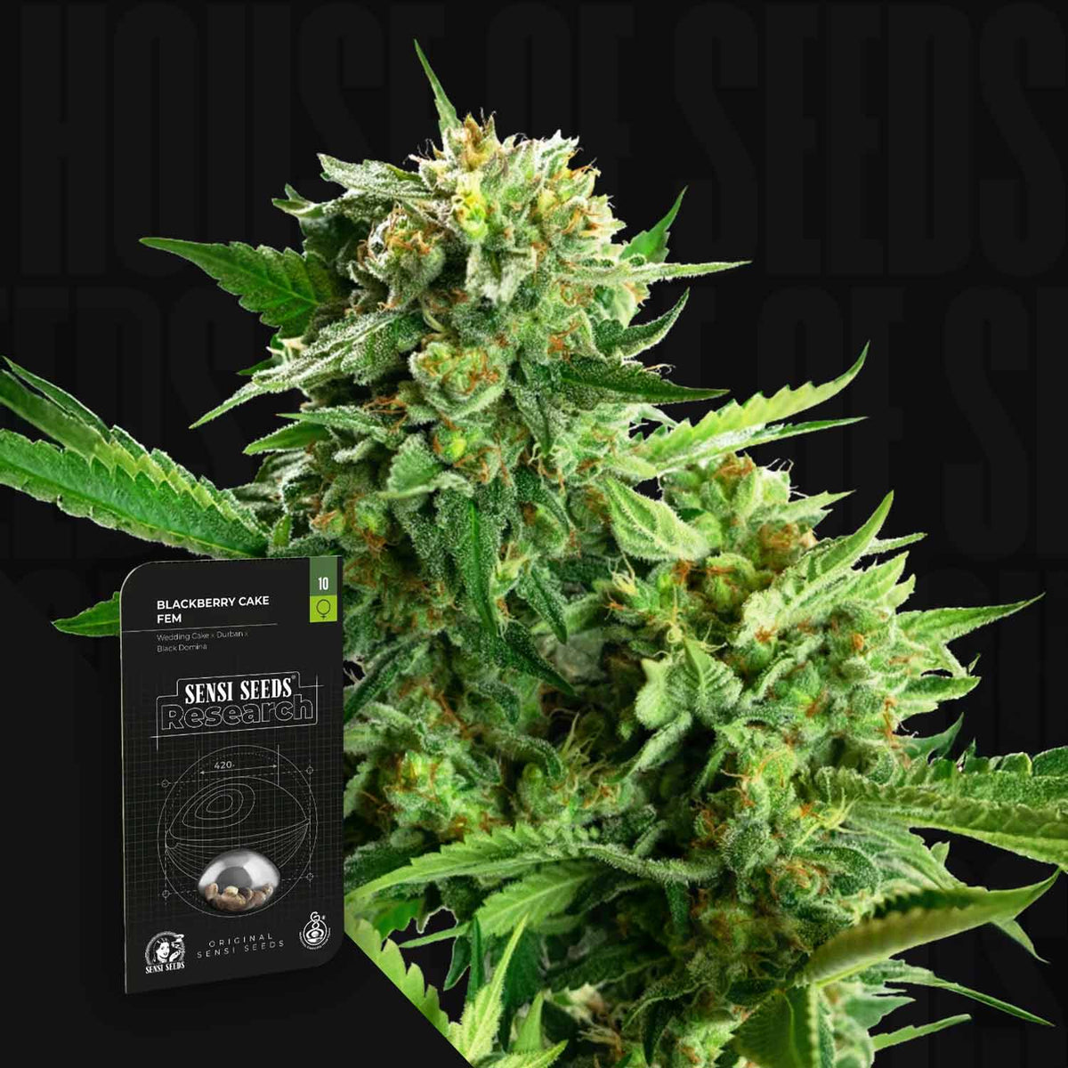 Sensi Seeds - Blackberry Cake
