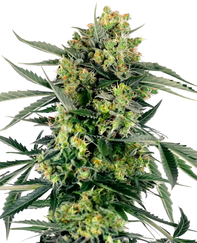 Sensi Seeds - Blueberry Candiez Auto
