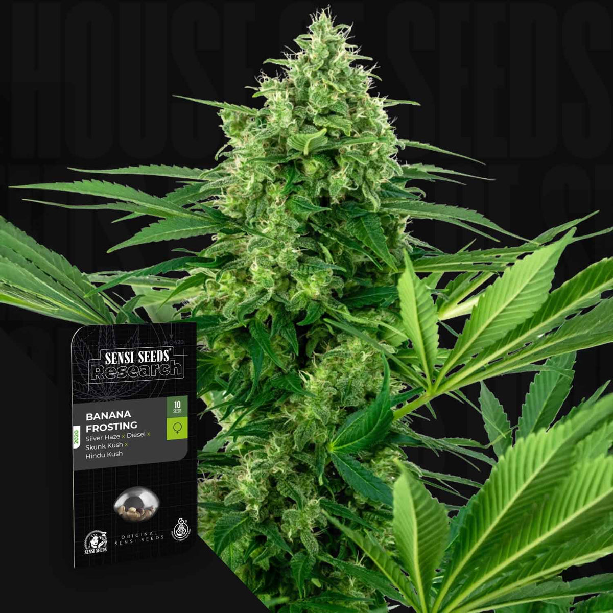 Sensi Seeds - Banana Frosting