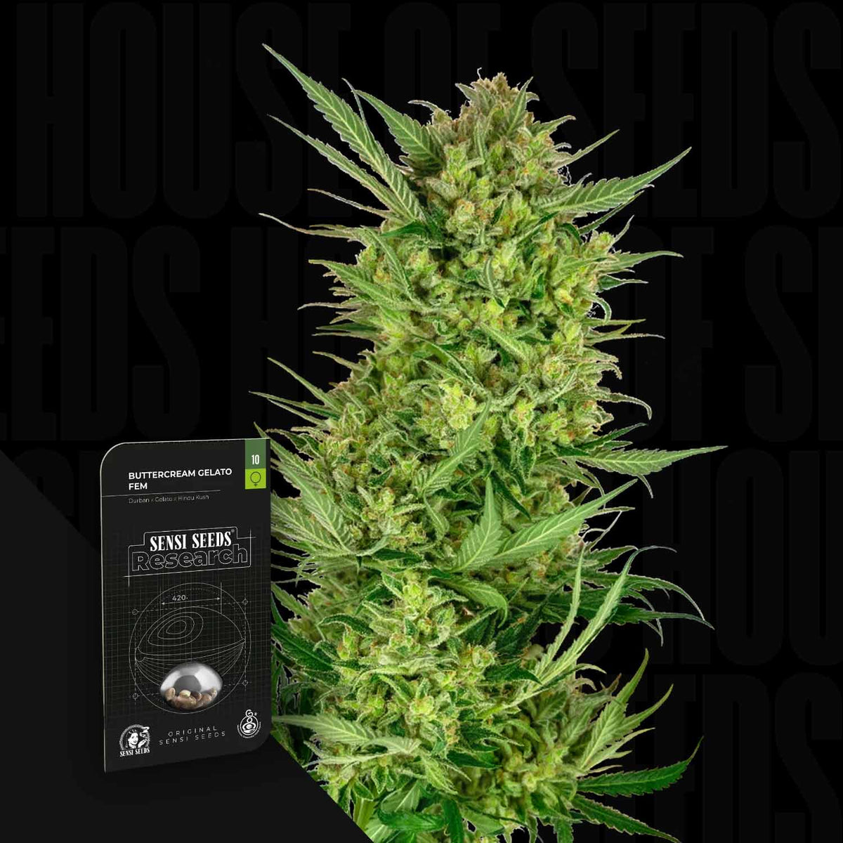 Sensi Seeds - Buttercream Gelato