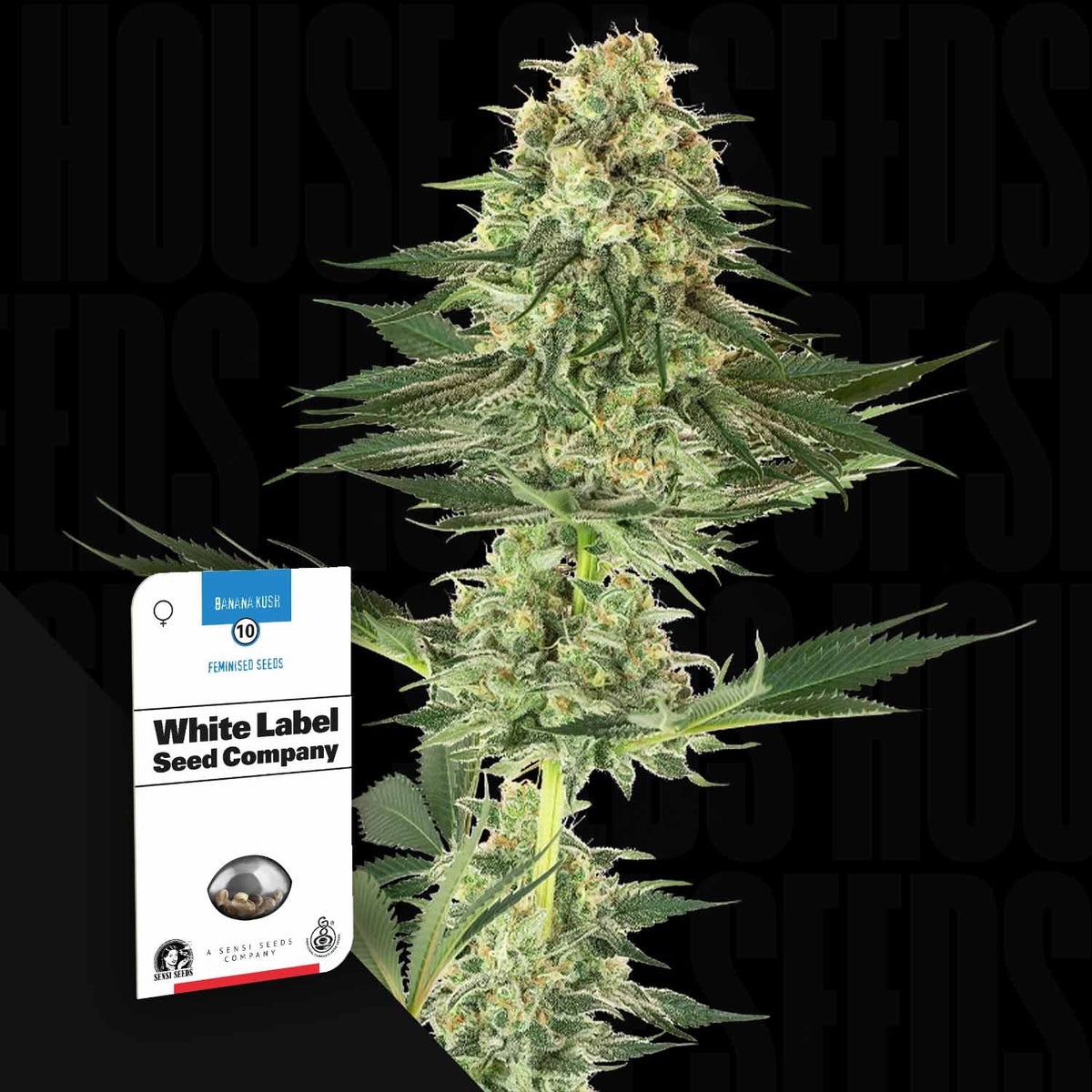 Sensi Seeds - Banana Kush