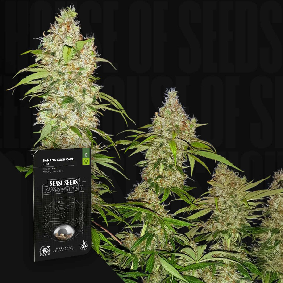 Sensi Seeds - Banana Kush Cake