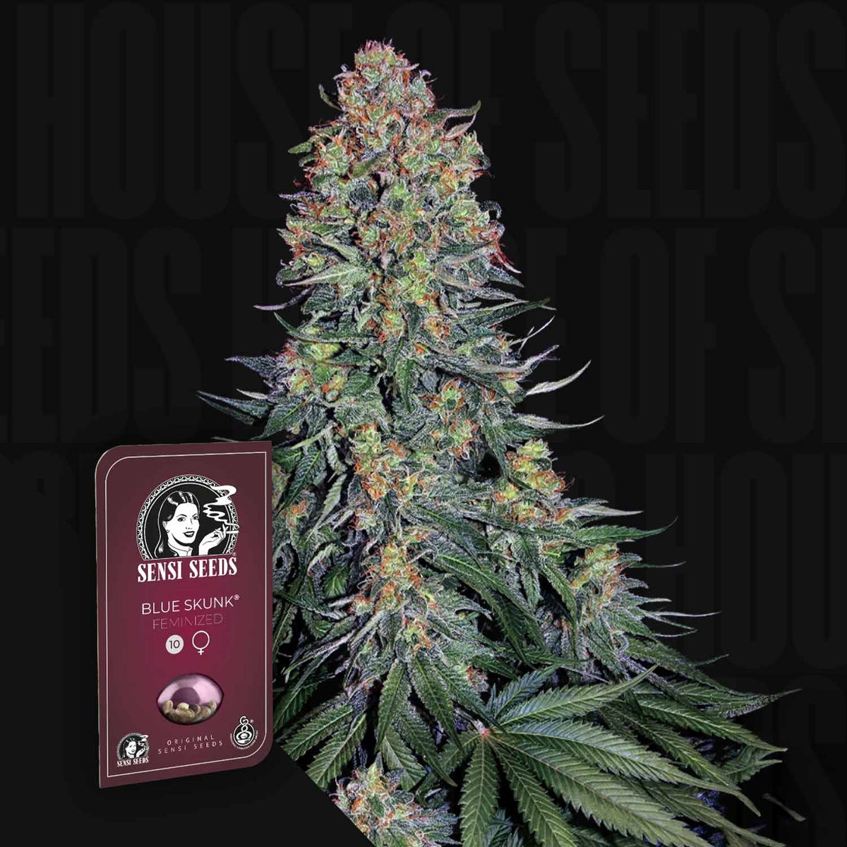 Sensi Seeds - Blue Skunk