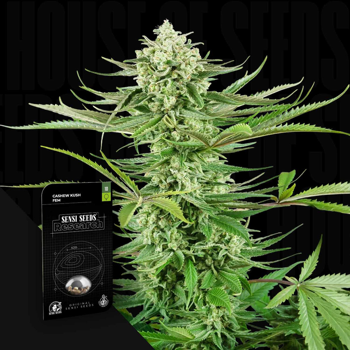 Sensi Seeds - Cashew Kush