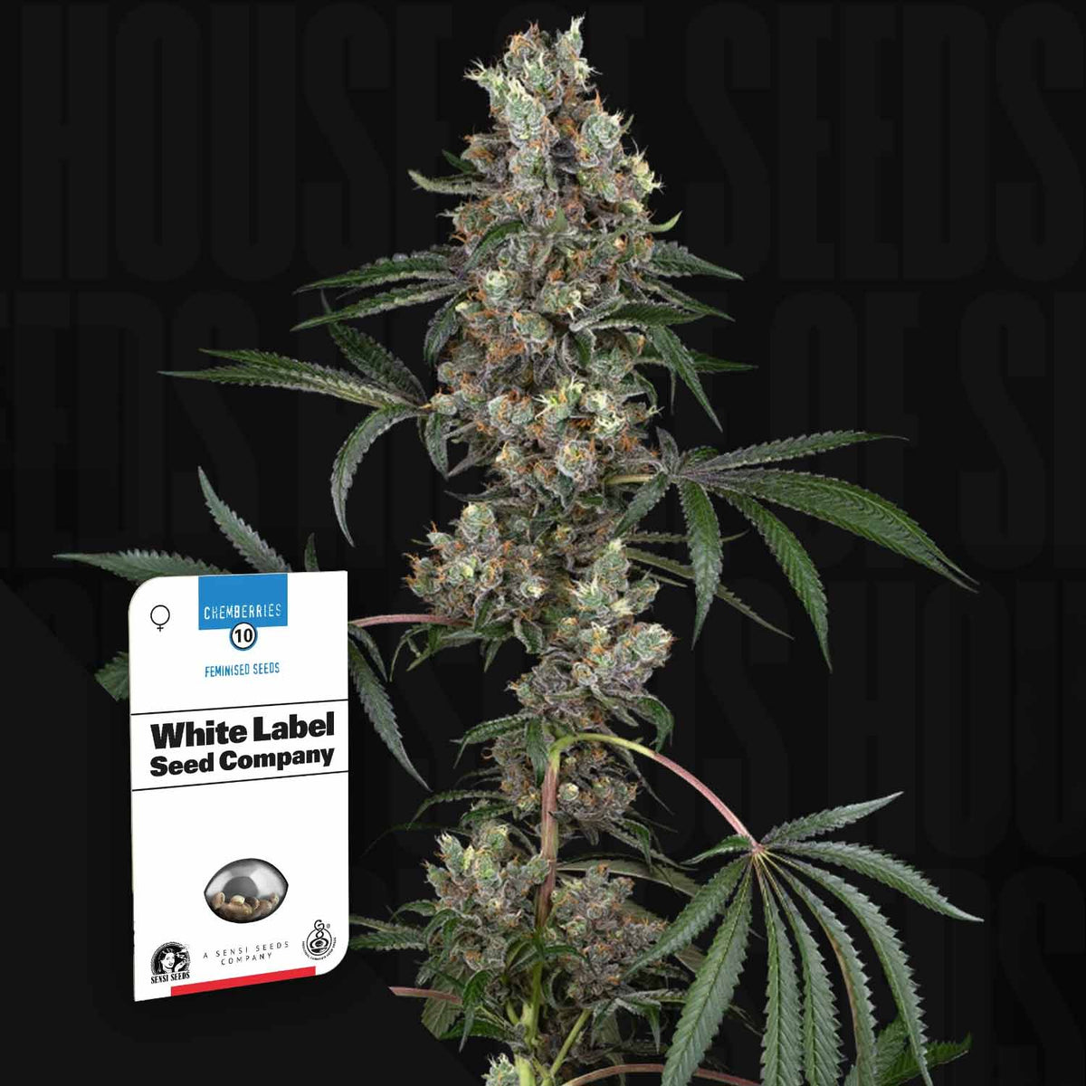 Sensi Seeds - Chemberries