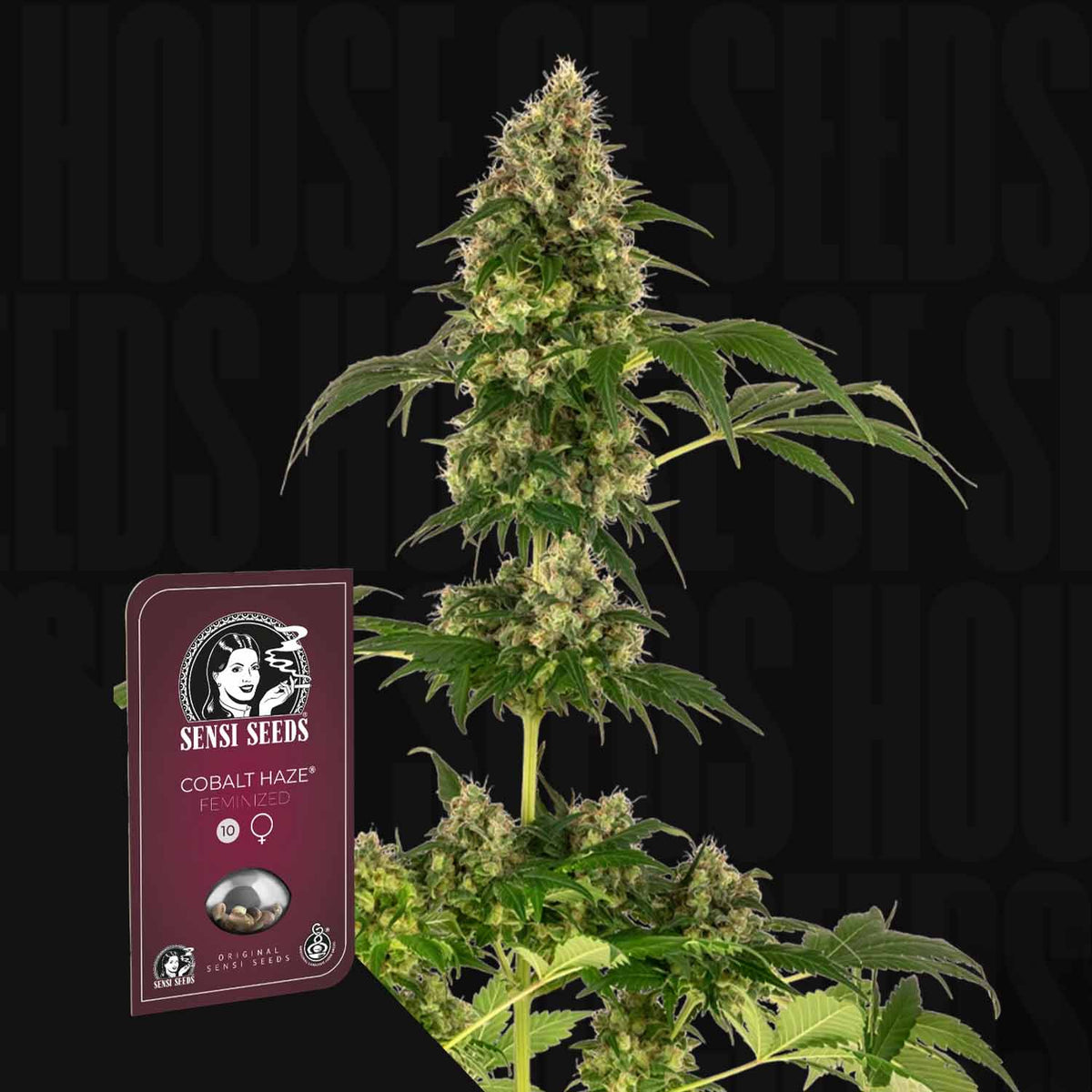 Sensi Seeds - Cobalt Haze