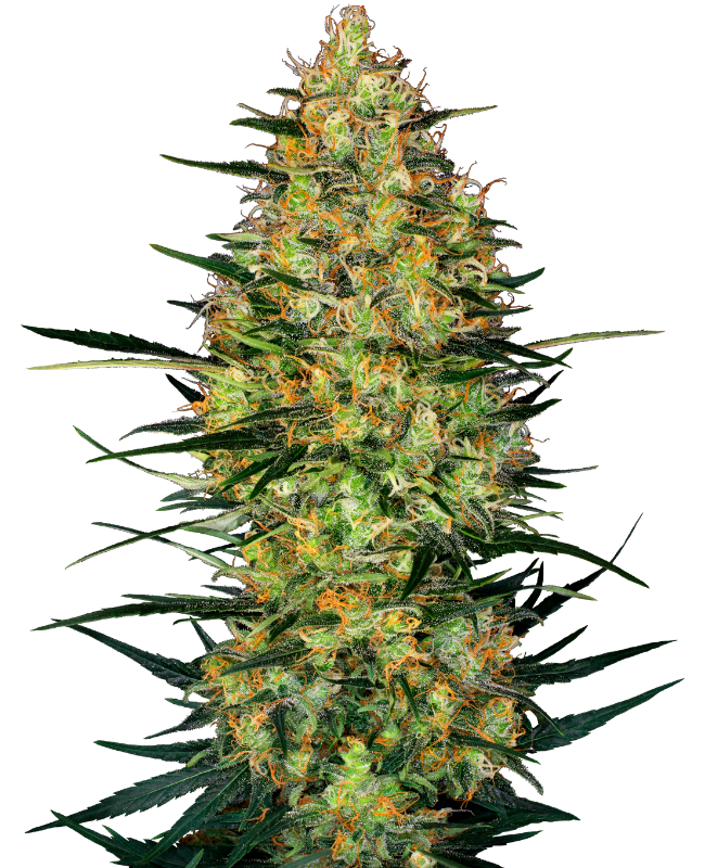 Sensi Seeds - Caramellow Kush Auto