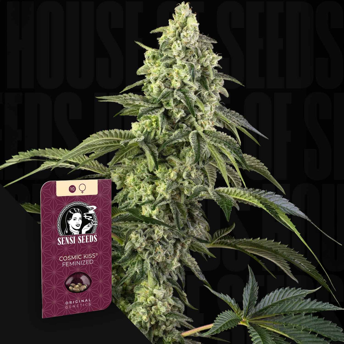 Sensi Seeds - Cosmic Kiss