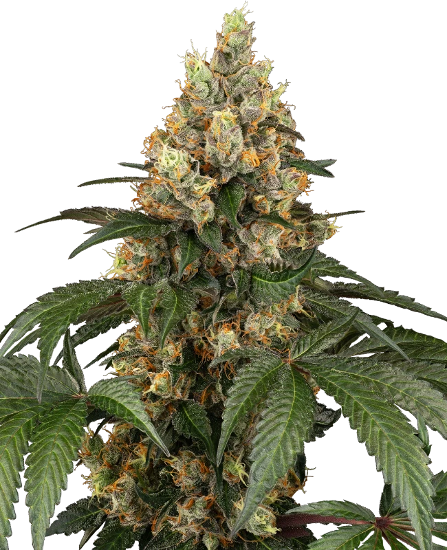 Sensi Seeds - Chocolate Rainbow XXL