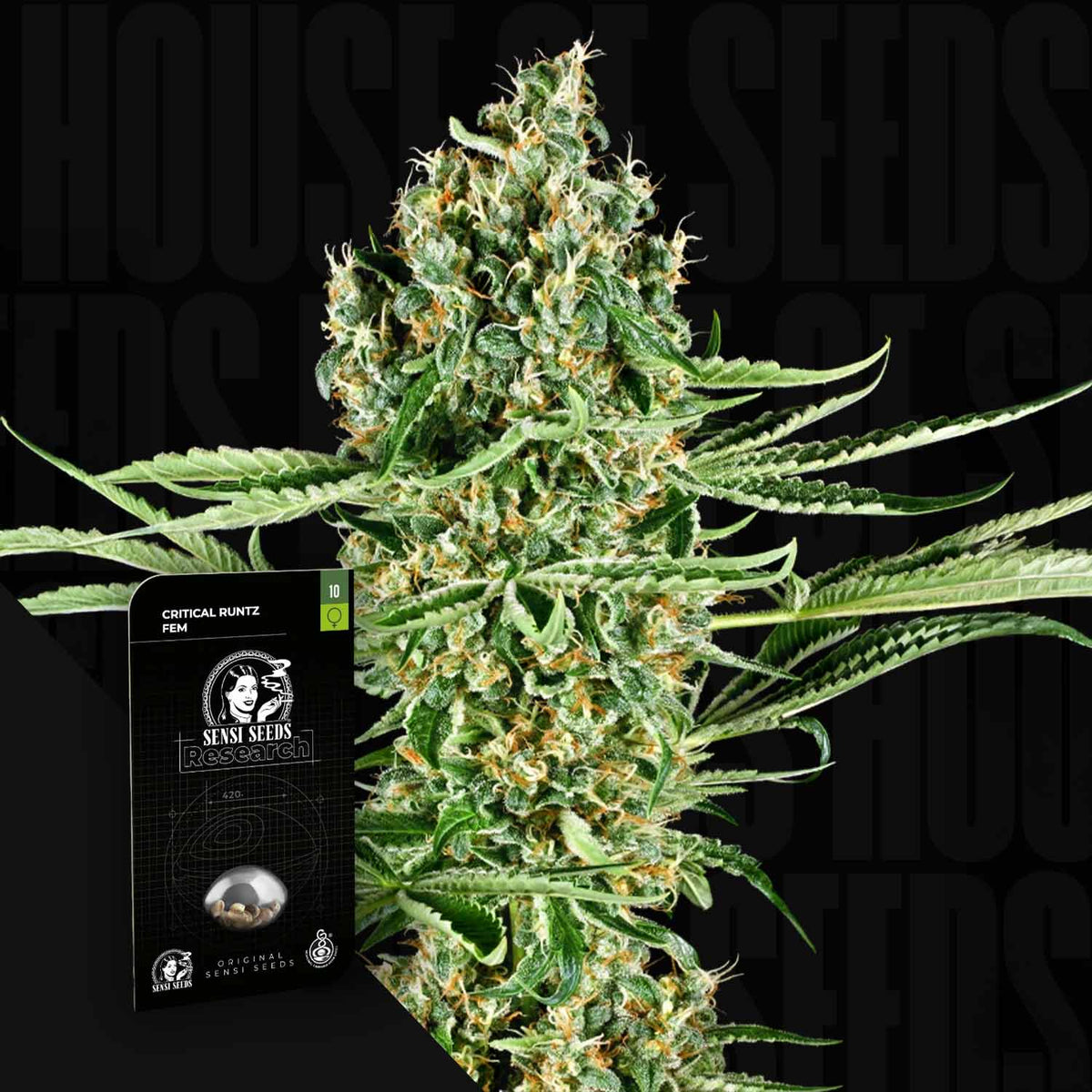 Sensi Seeds - Critical Runtz