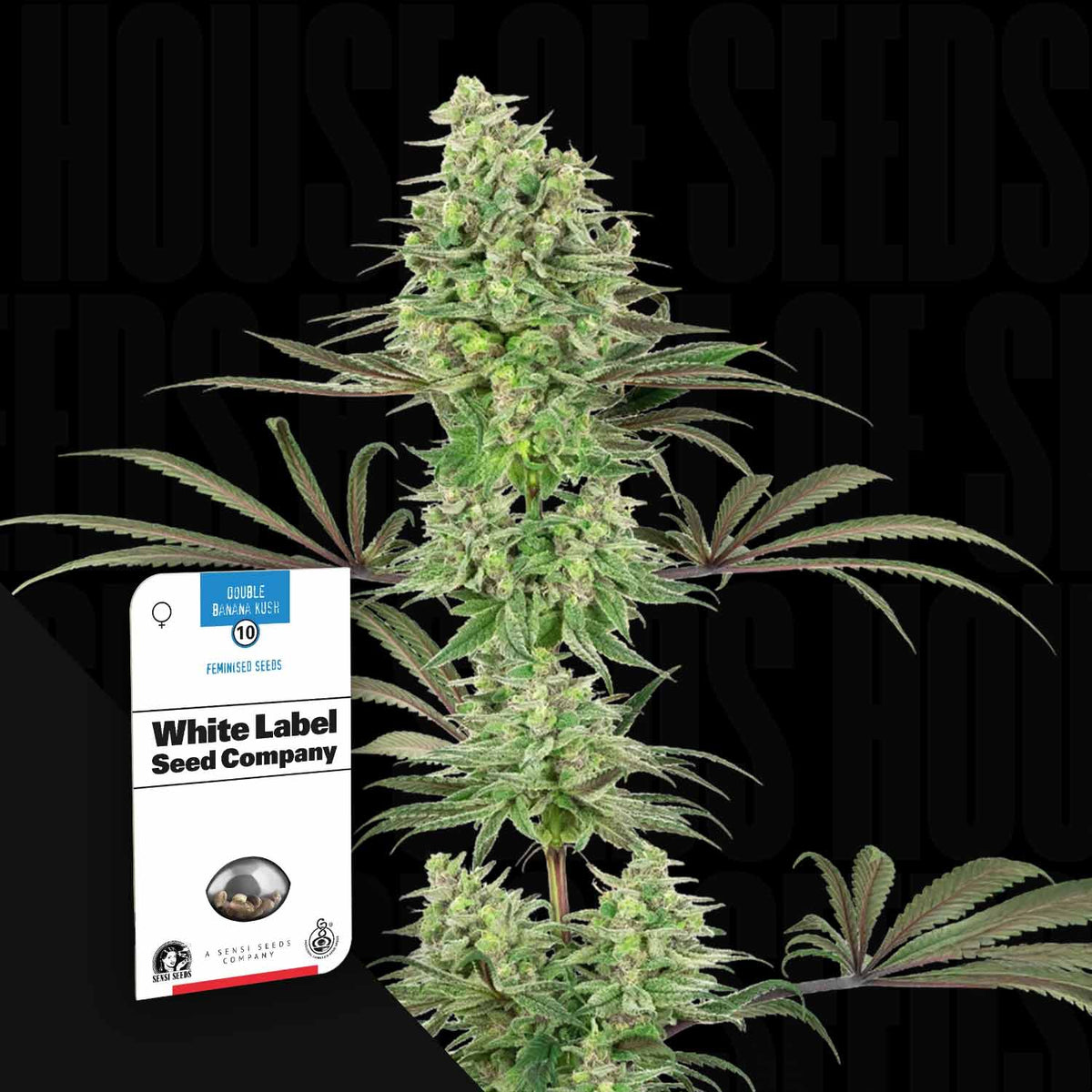 Sensi Seeds - Double Banana Kush