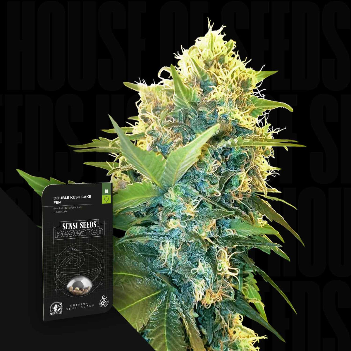 Sensi Seeds - Double Kush Cake