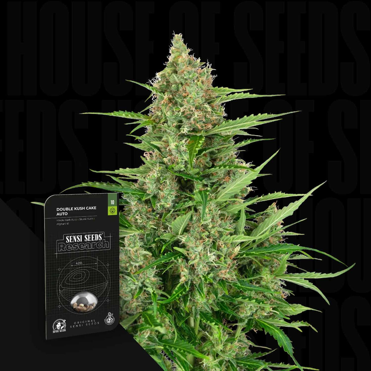 Sensi Seeds - Double Kush Cake Auto