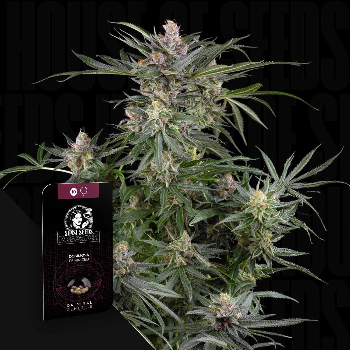 Sensi Seeds - Dosimosa