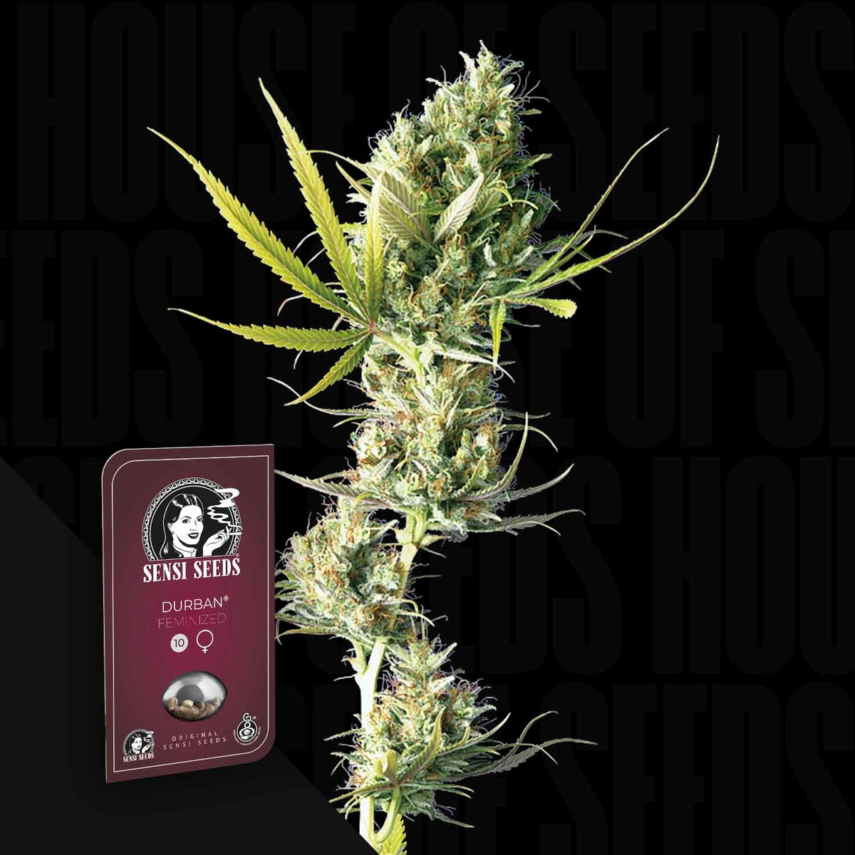 Sensi Seeds - Durban