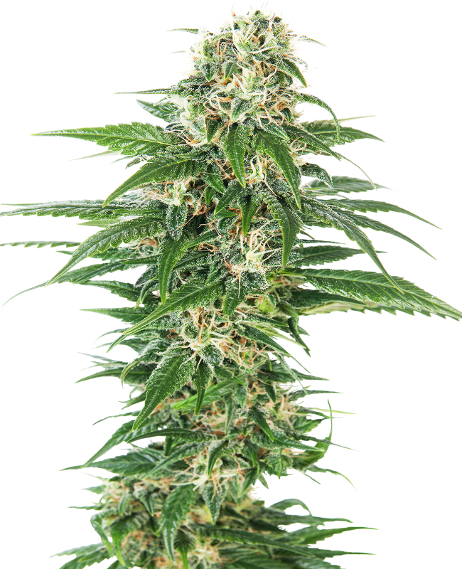 Sensi Seeds - Early Skunk Auto