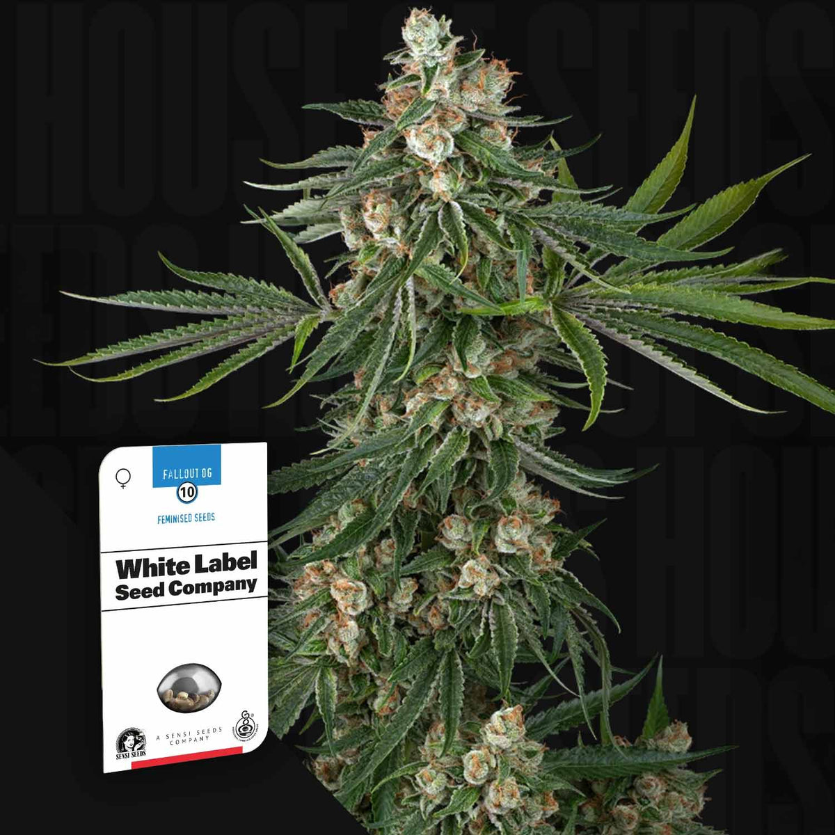 Sensi Seeds - Fallout OG