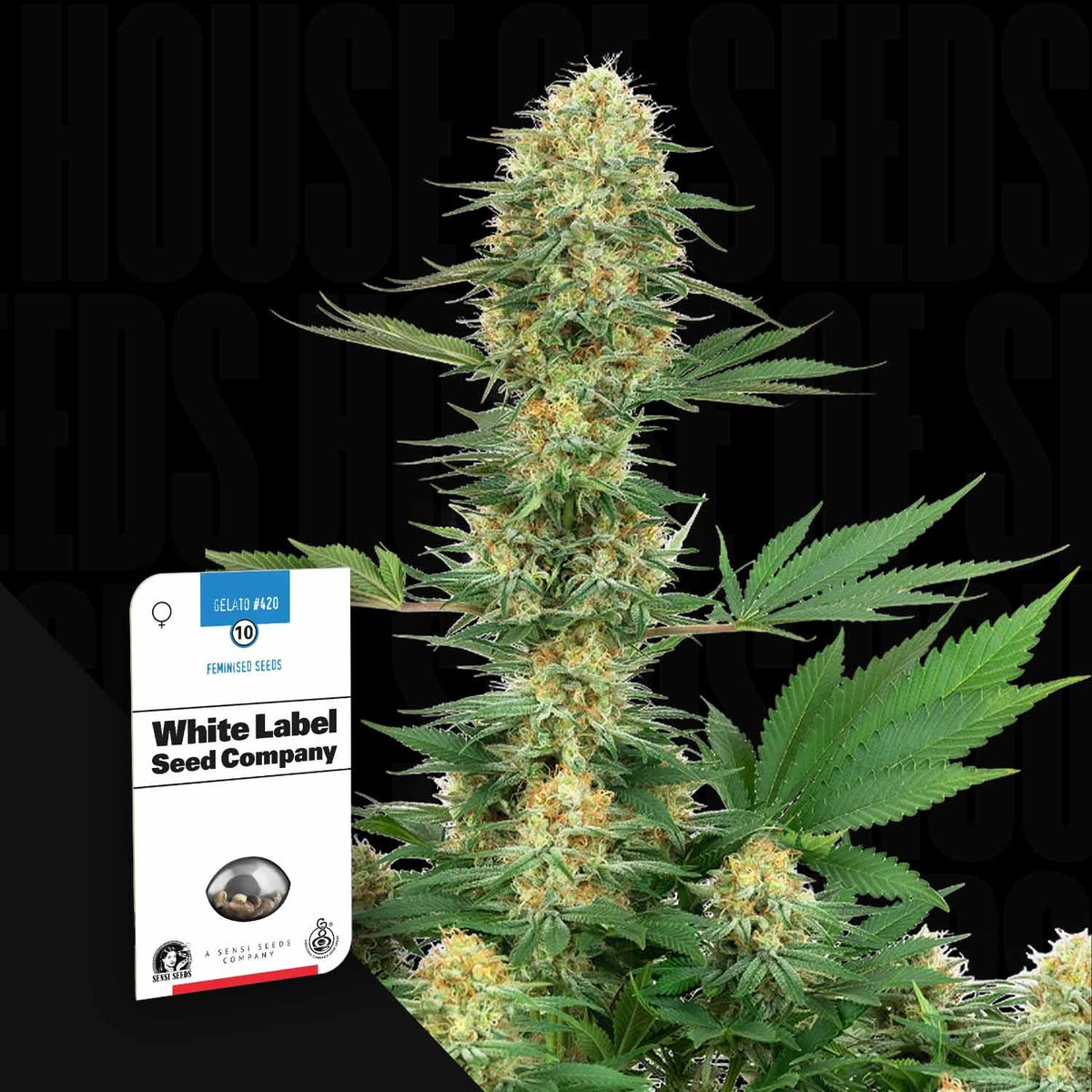 Sensi Seeds - Gelato #420