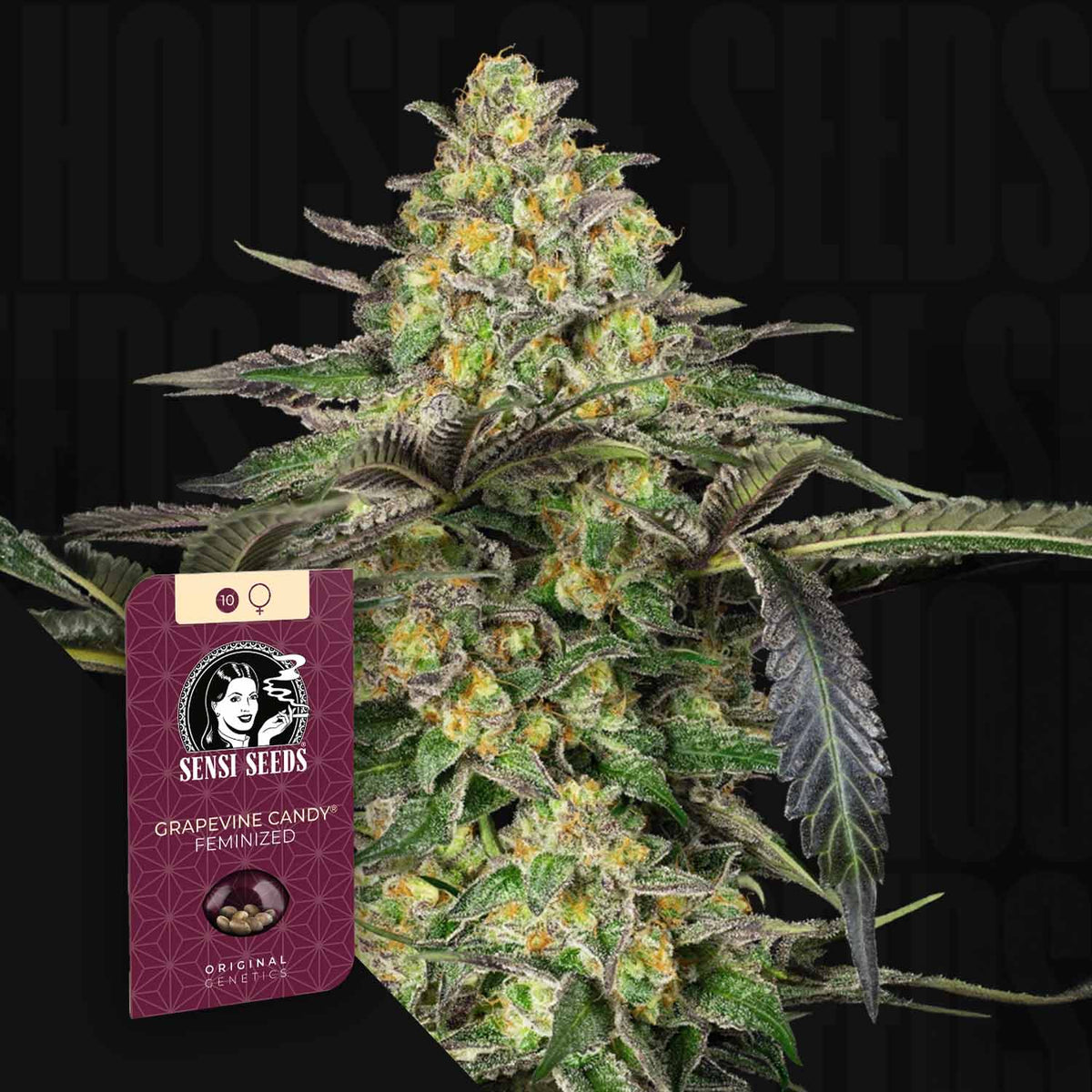 Sensi Seeds - Grapevine Candy