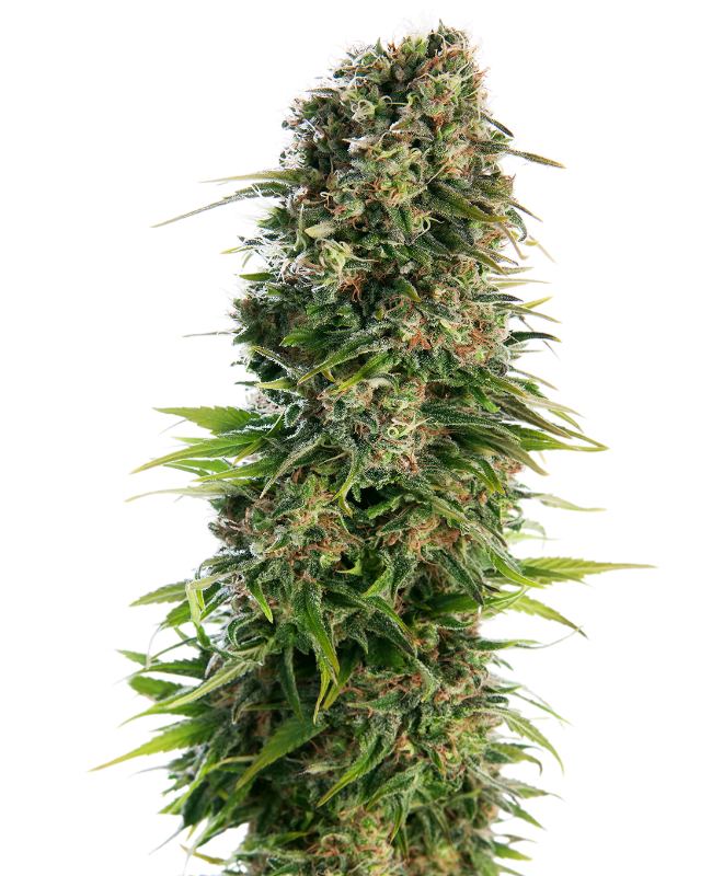 Sensi Seeds - Hindu Kush Auto