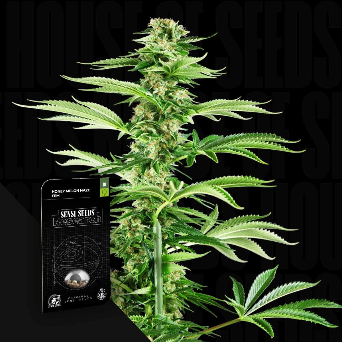 Sensi Seeds - Honey Melon Haze
