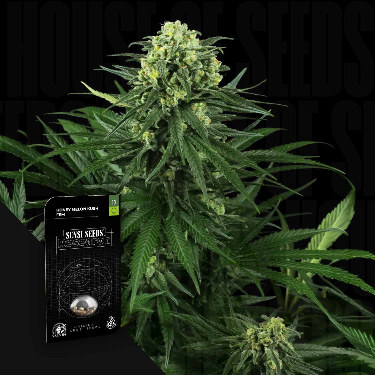 Sensi Seeds - Honey Melon Kush