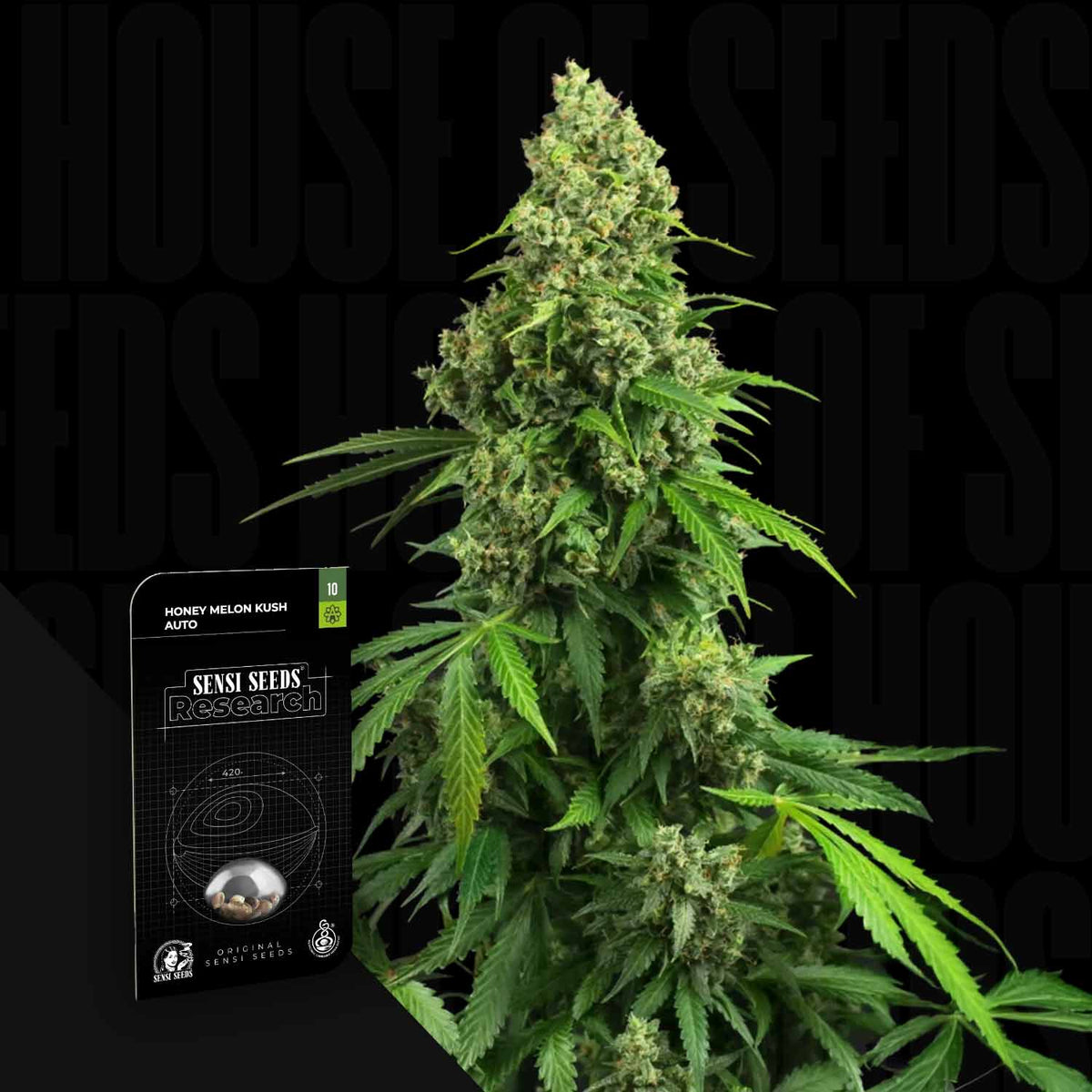 Sensi Seeds - Honey Melon Kush Auto