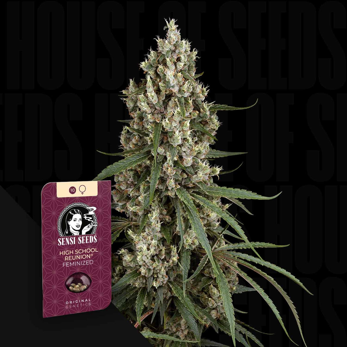 Sensi Seeds - High School Reunion