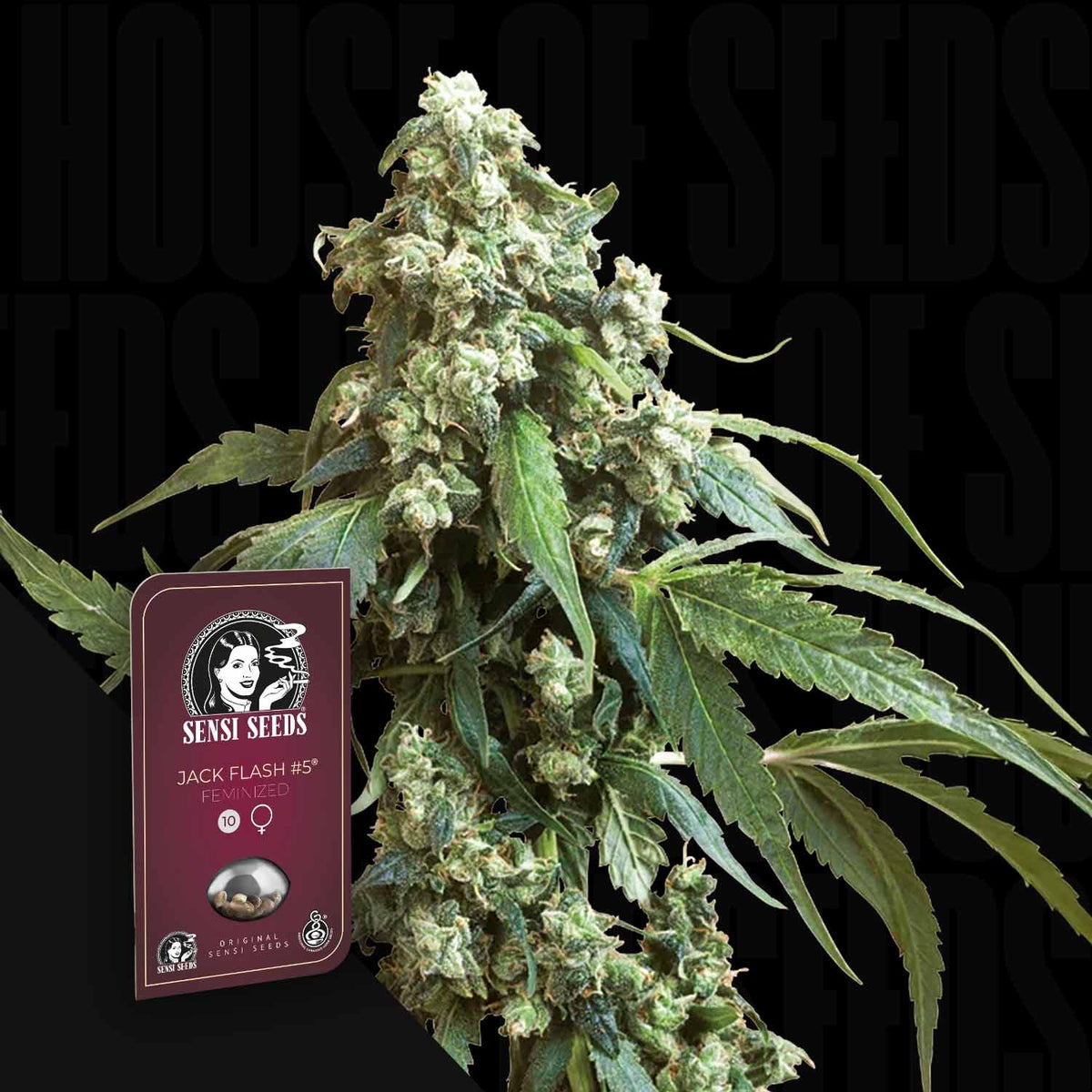 Sensi Seeds - Jack Flash #5