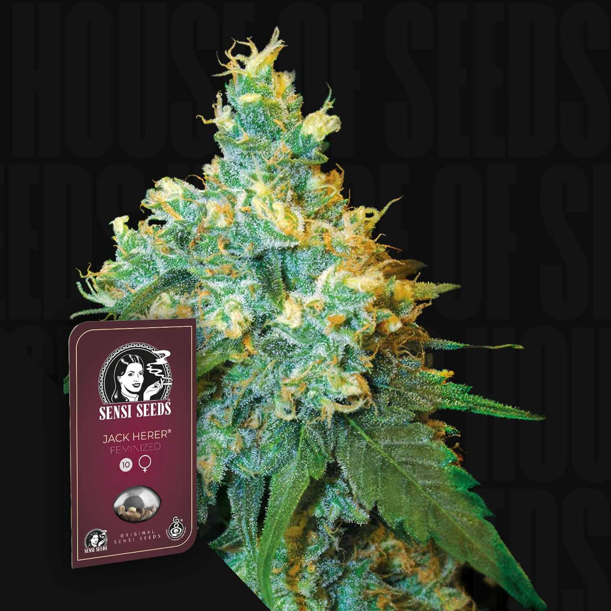 Sensi Seeds - Jack Herer