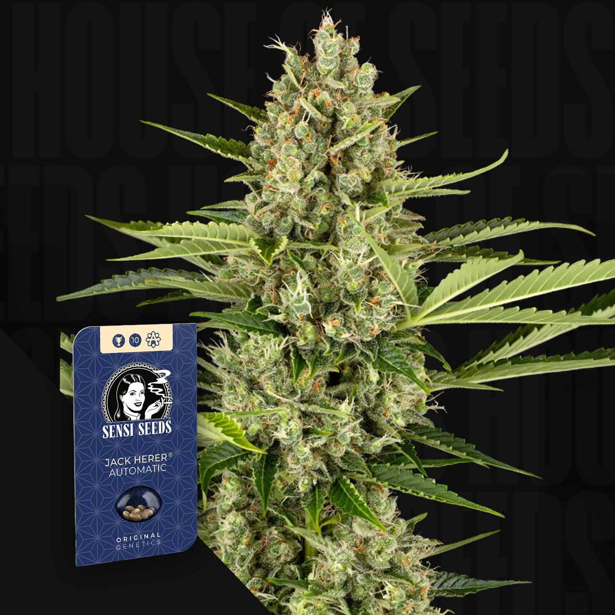 Sensi Seeds - Jack Herer Auto
