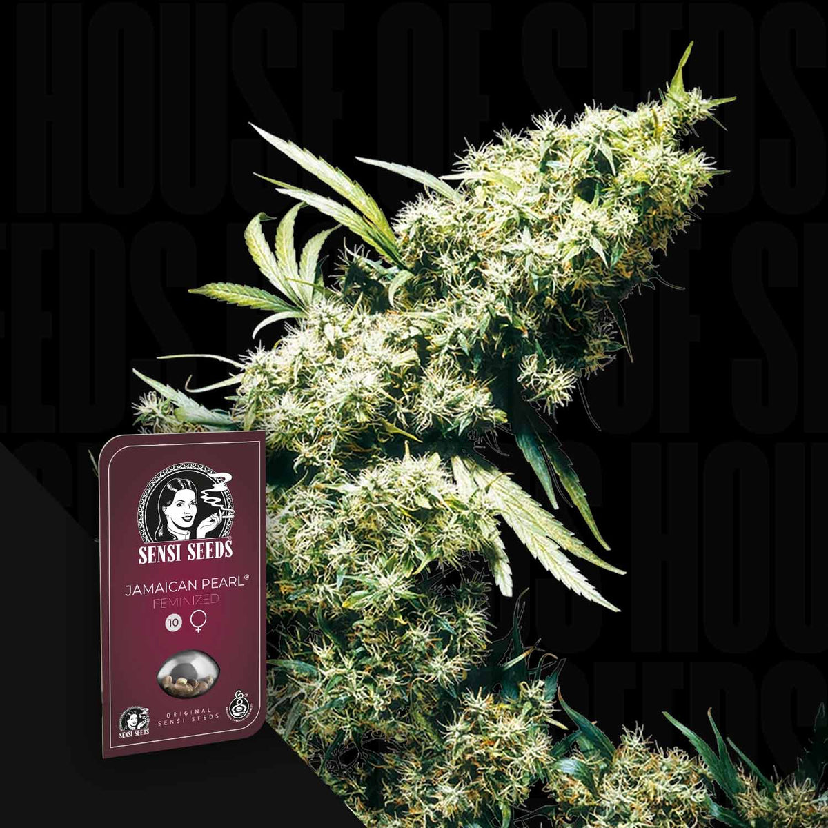 Sensi Seeds - Jamaican Pearl
