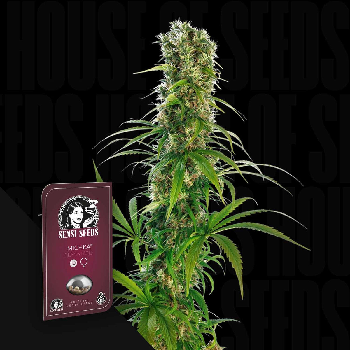 Sensi Seeds - Michka