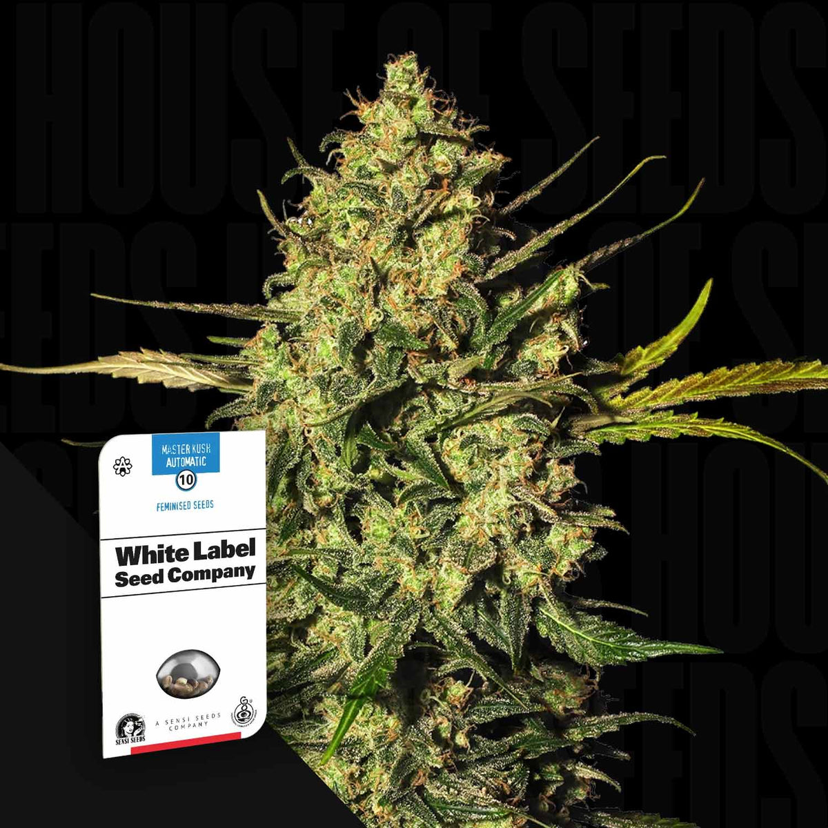 Sensi Seeds - Master Kush Auto