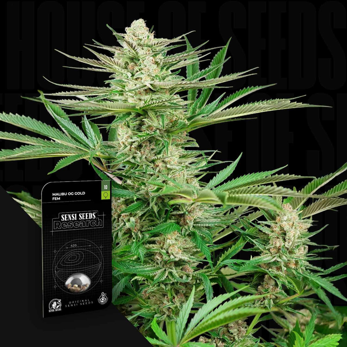 Sensi Seeds - Malibu OG Gold